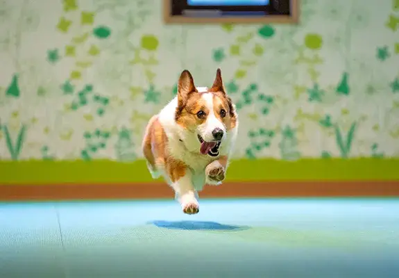 愛犬と過ごす上質な時間をあなたの“おもてなしの力”で彩りませんか？箱根のハイクラスリゾートでサービススタッフを募集！