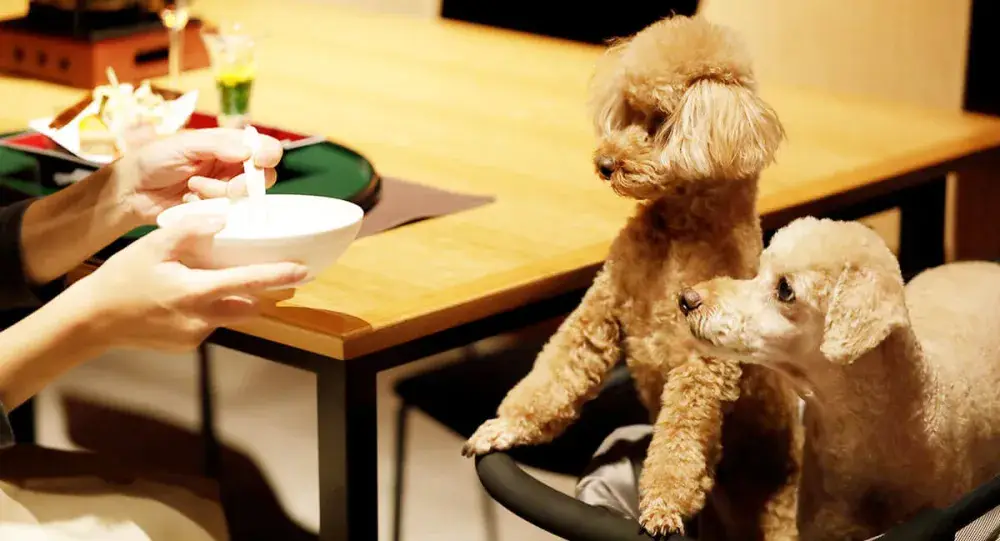 愛犬と過ごす上質な時間をあなたの“おもてなしの力”で彩りませんか？箱根のハイクラスリゾートでサービススタッフを募集！