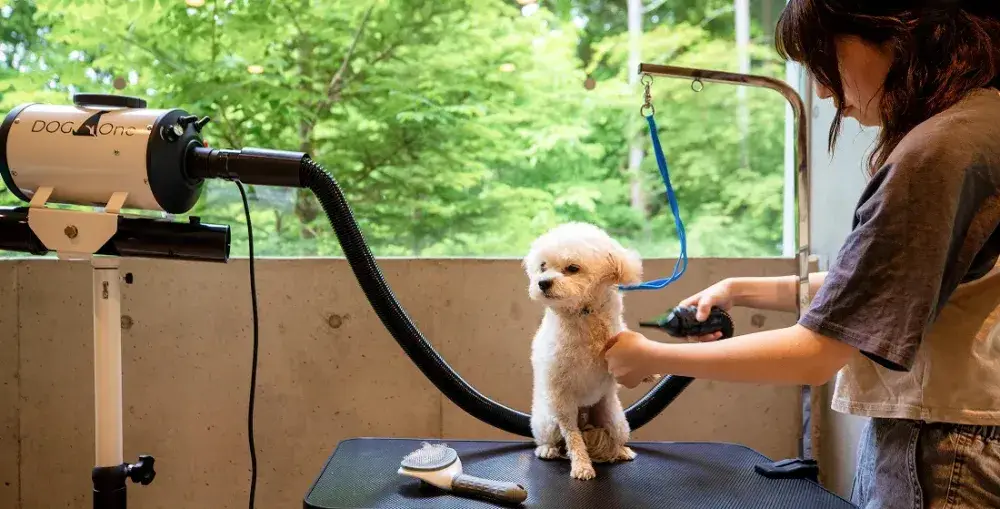 【2025年7月オープン】愛犬とのくつろいだひとときを創り上げる。愛犬同伴型ホテルで洋食レストランサービス募集！マネジメントを学びたい方も歓迎